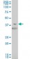 HIF1AN Antibody (monoclonal) (M01)